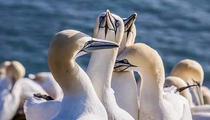 Jiu You-伊朗男篮在亚洲预赛中拼搏奋战，冲击奥运金牌梦想，伊朗男篮落选赛