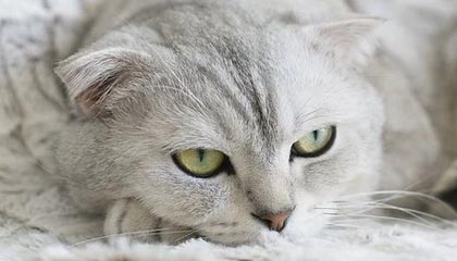 九游-阿根廷防线再度零封对手，阿根廷防线再度零封对手怎么办