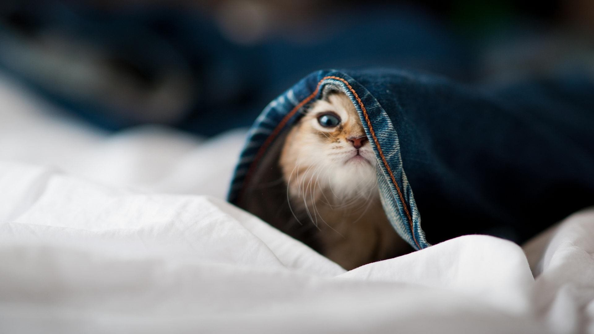 _未来体育产业峰会:科技创新引领行业变革_,未来体育赛事