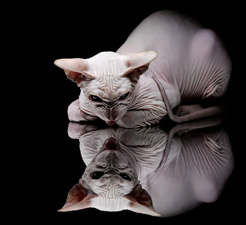 九游下载中心-全新赛道设计亮相，赛车手们如何应对？，汽车新赛道