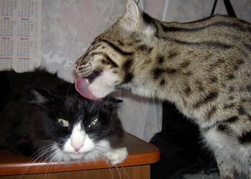 法甲赛季精彩瞬间:经典进球集合,最新法甲进球集锦