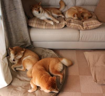 羽毛球超级750赛:石宇奇决胜局绝杀晋级四强,羽毛球巡回赛总决赛石宇奇