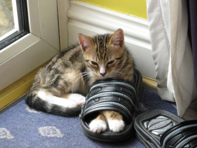 九游sports-青年天才崭露头角，点燃联赛激情，天才年轻球员