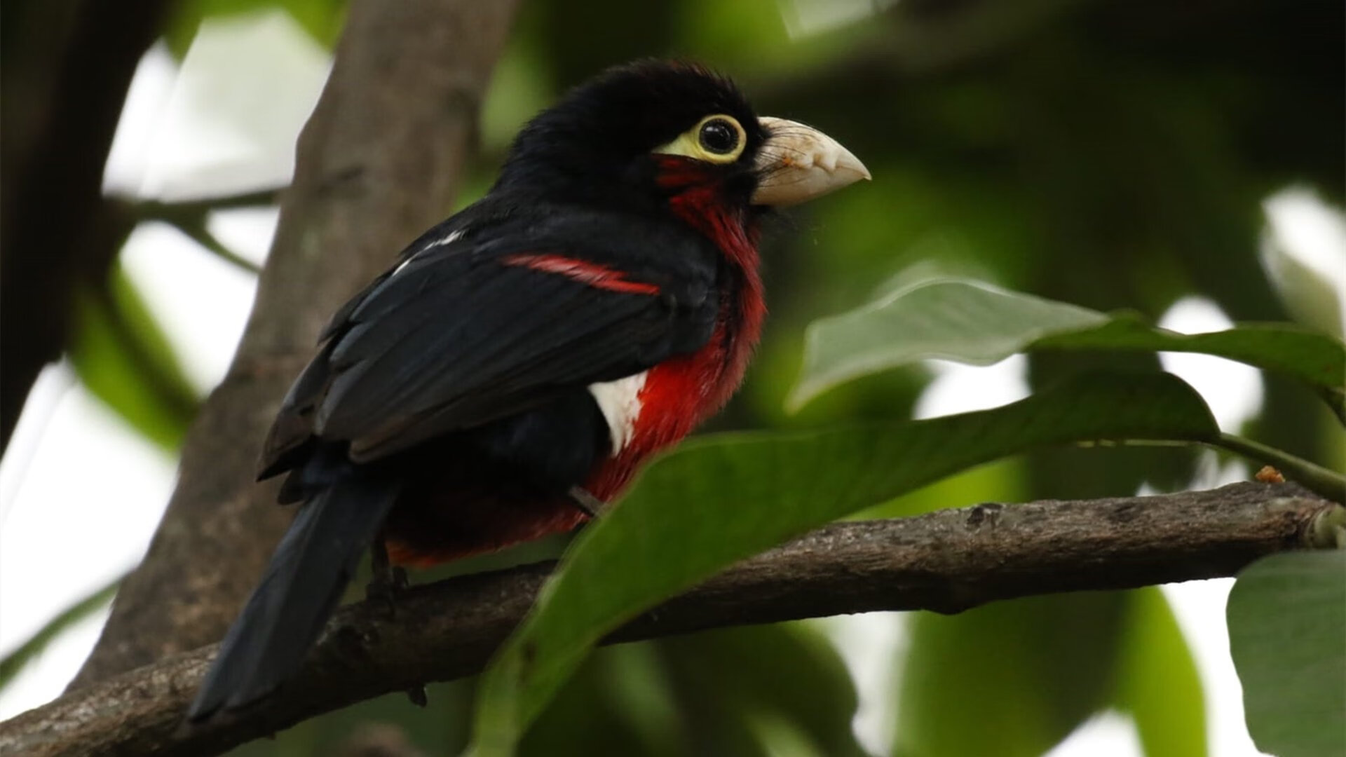 九游app下载中心-中国篮球青少年培训项目拓展，中国篮球青少年培训项目拓展方案