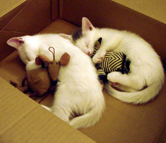 利物浦中场球员获得最佳球员奖项,实至名归,利物浦中场大将