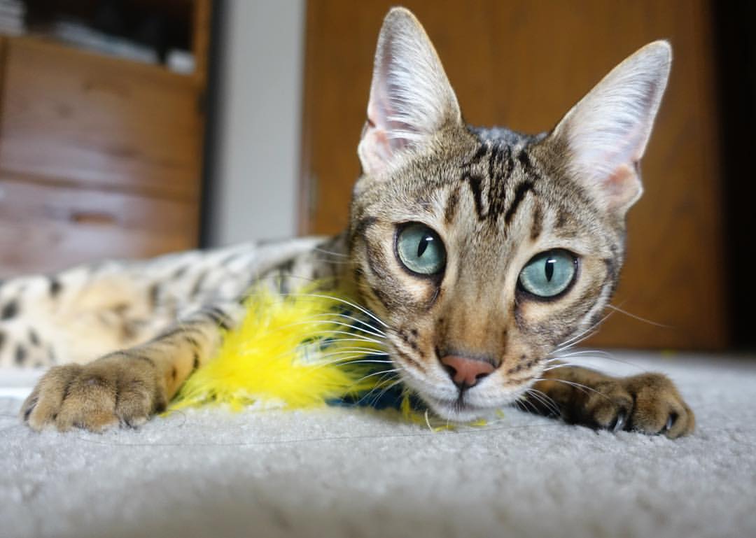 利物浦锋线火力强大,英超球队后防难敌,利物浦的英超球队