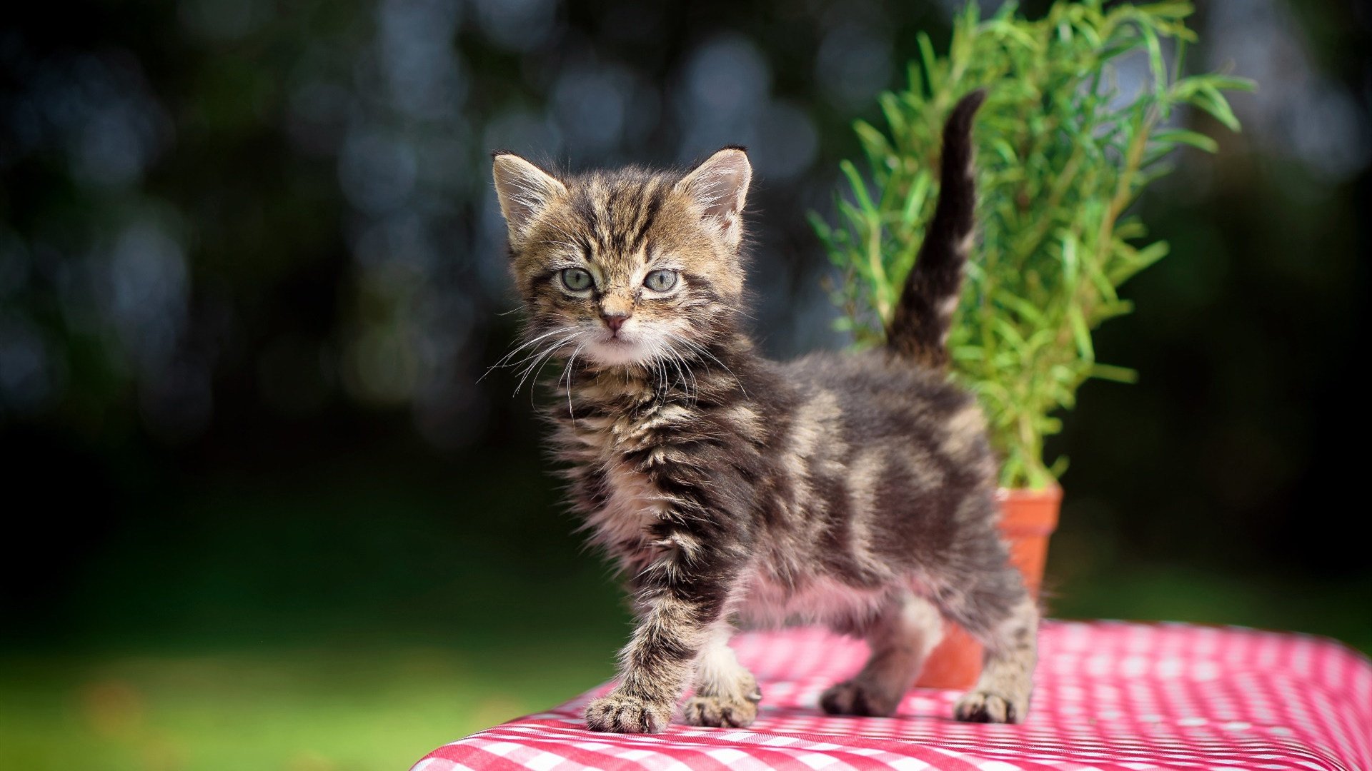 塞尔维亚联赛观众支持热烈,塞尔维亚杯