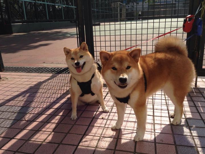 九游网游官网-塞尔维亚队连胜跻身决赛！匈牙利队梦碎，塞尔维亚匈牙利人