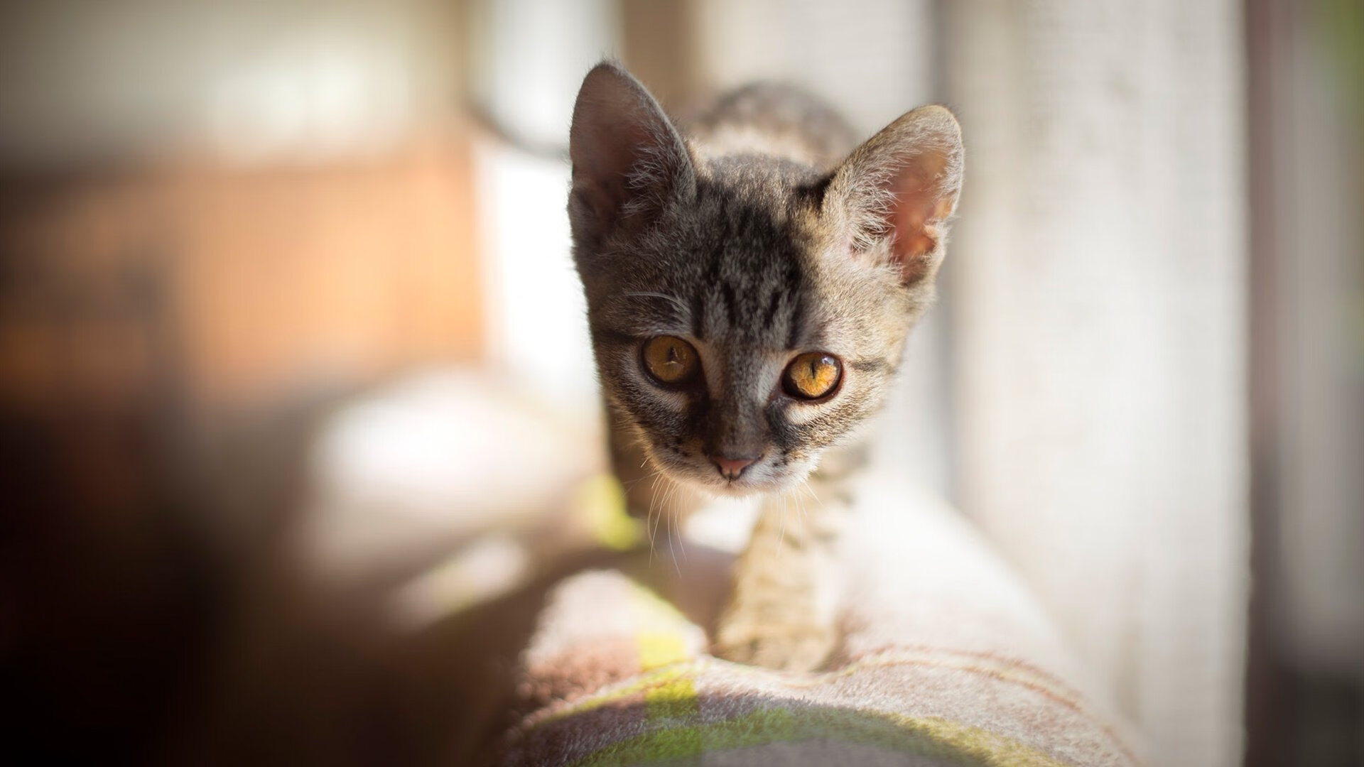 堡垒之夜锦标赛直播人气暴涨