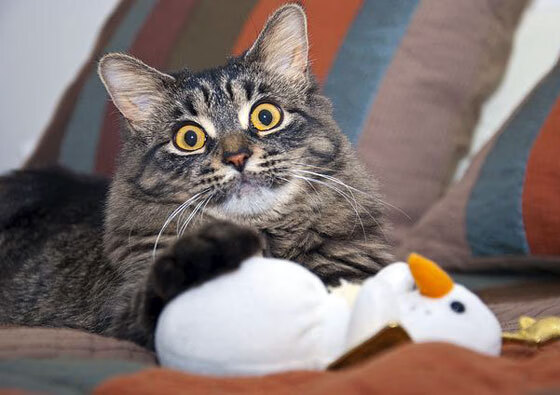 JiuyouAPP下载-意大利选手状态火爆，准备挑战德国，意大利队淘汰赛