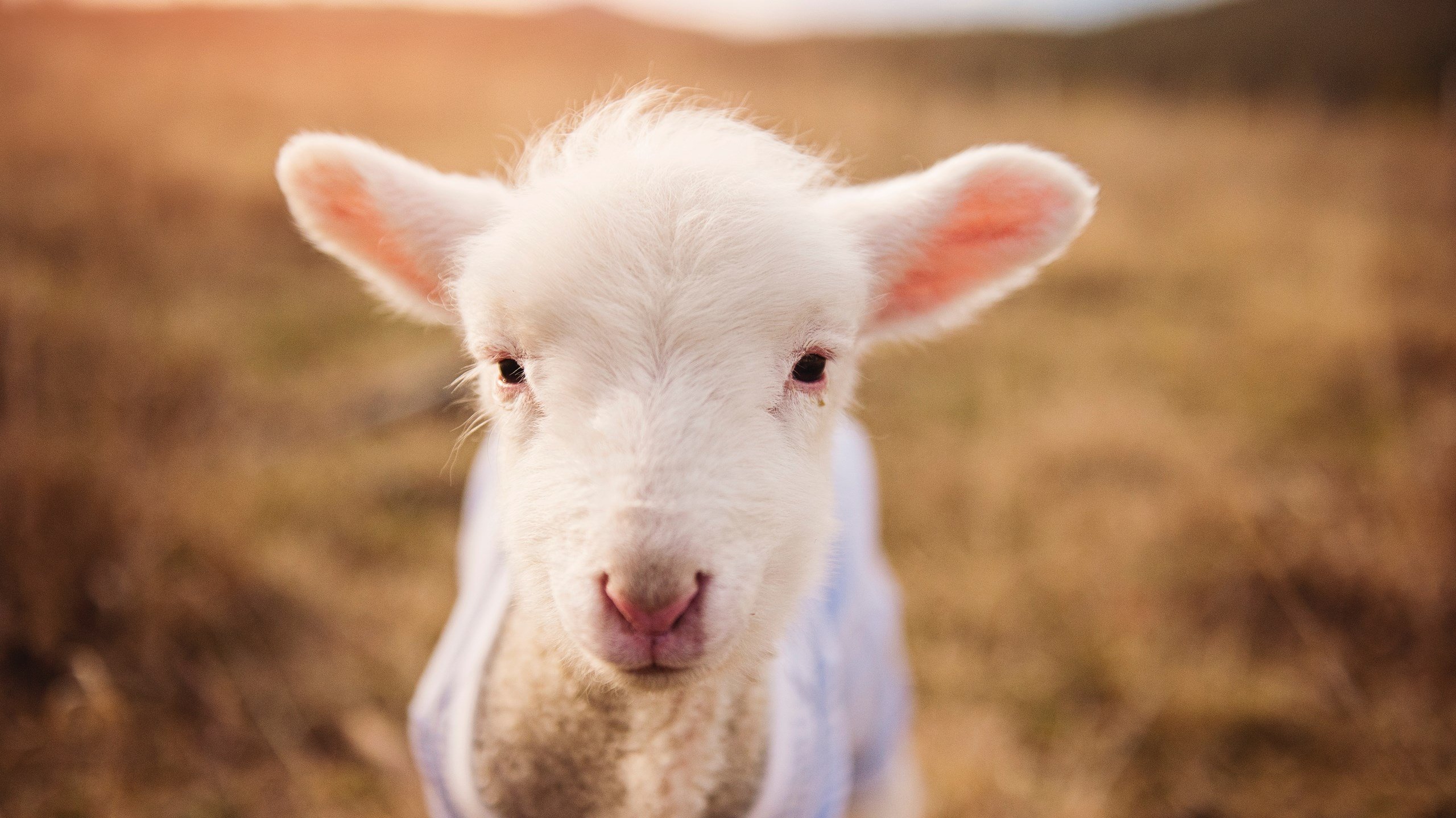 意大利选手状态火爆,准备挑战德国,意大利队淘汰赛