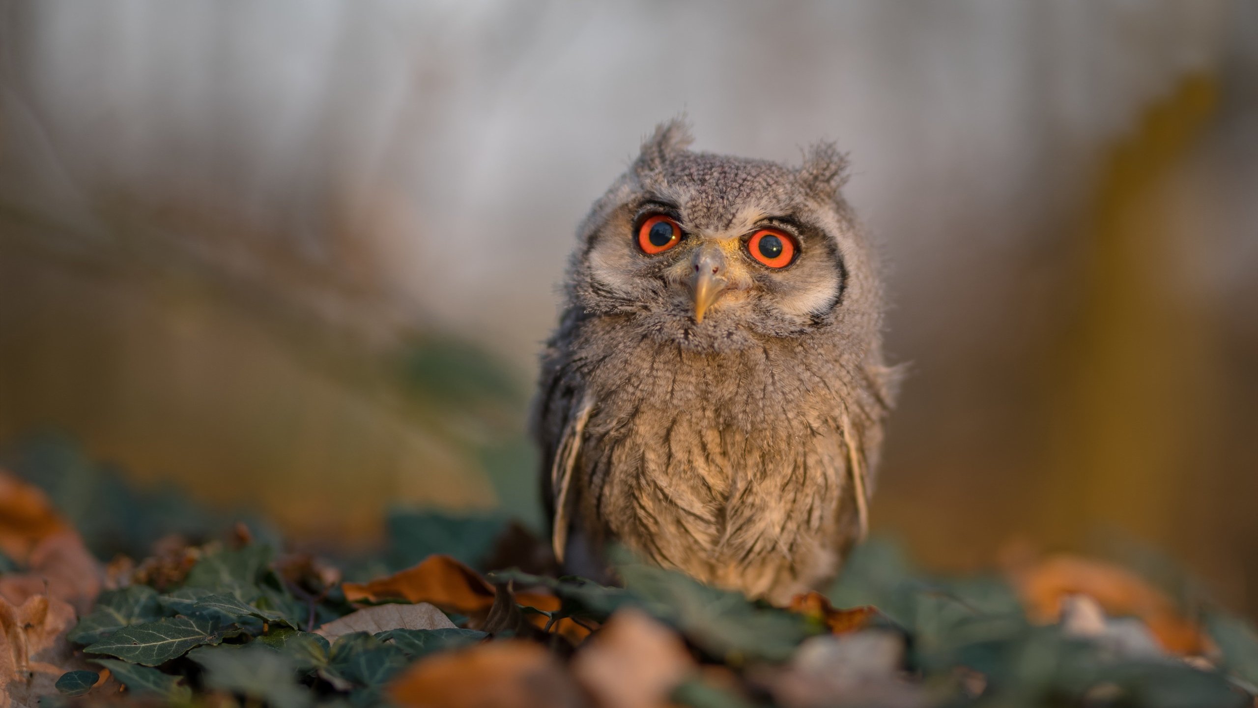 格列兹曼重返马竞,表现稳定,格列兹曼又回马竞了_