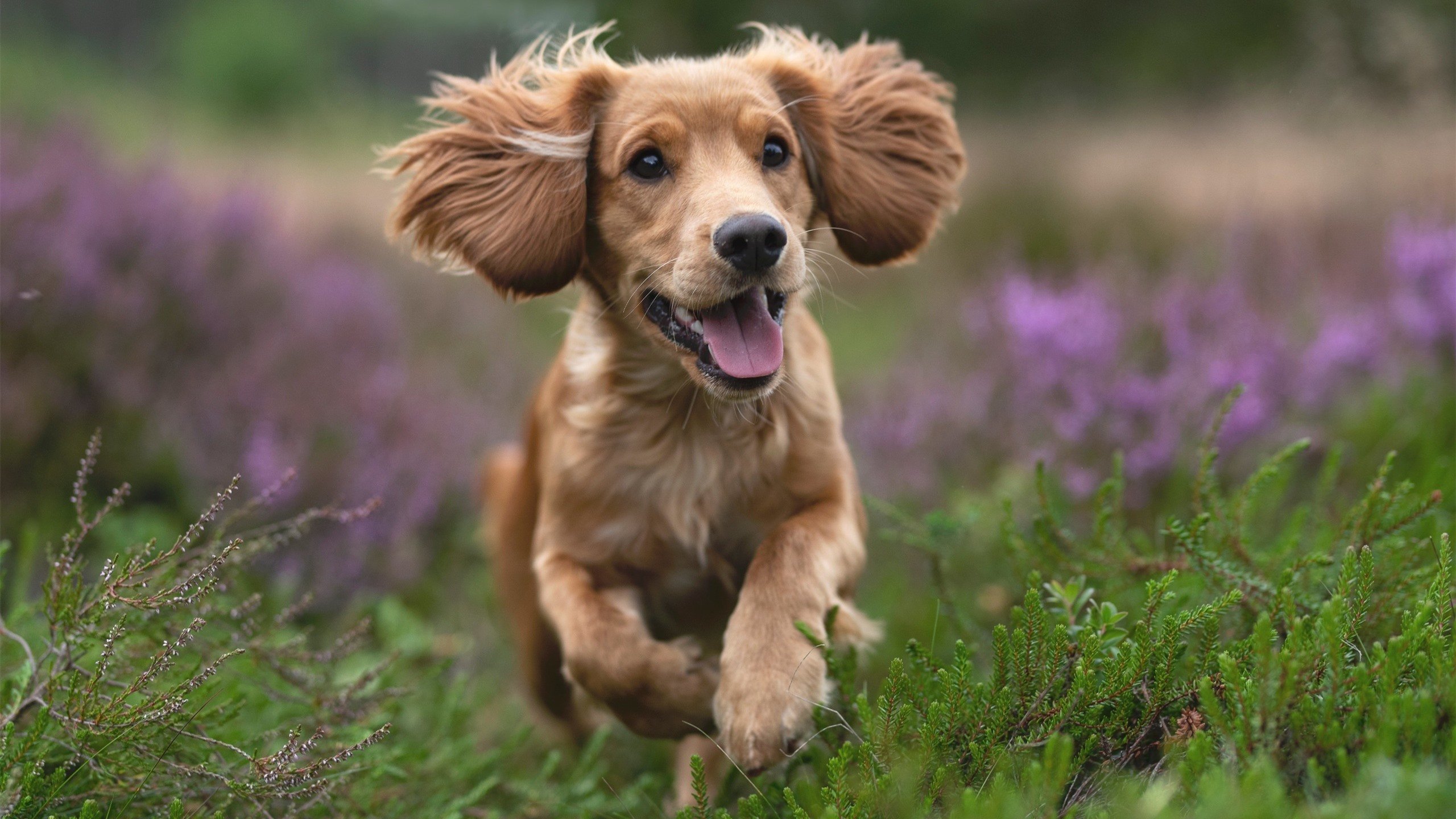 九游游戏中心-浙江广厦球队攻防节奏优化，浙江广厦队的主场在哪里