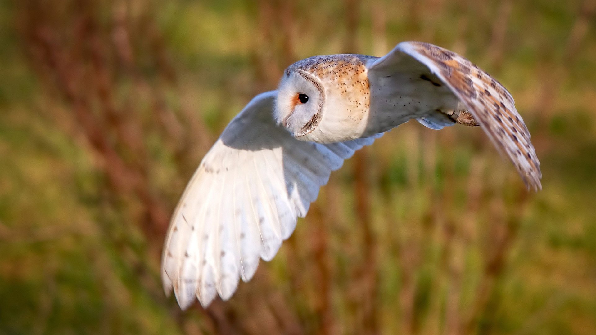 浙江广厦球队攻防转换更加流畅,浙江广厦队官网