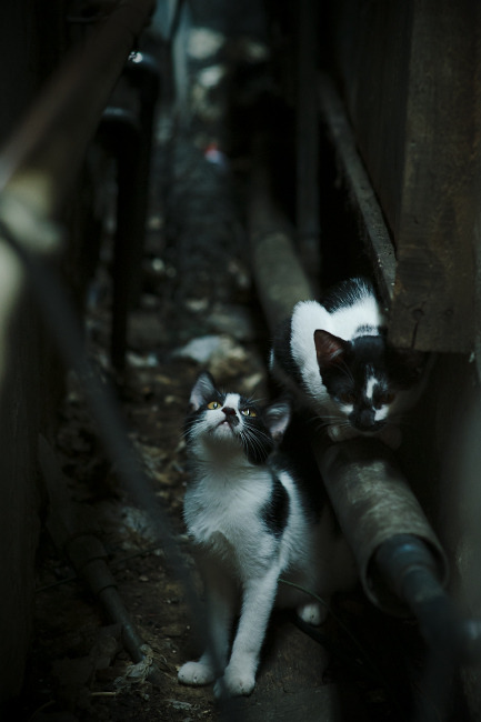 NBA联盟青训体系与国际合作发展，nba青年队