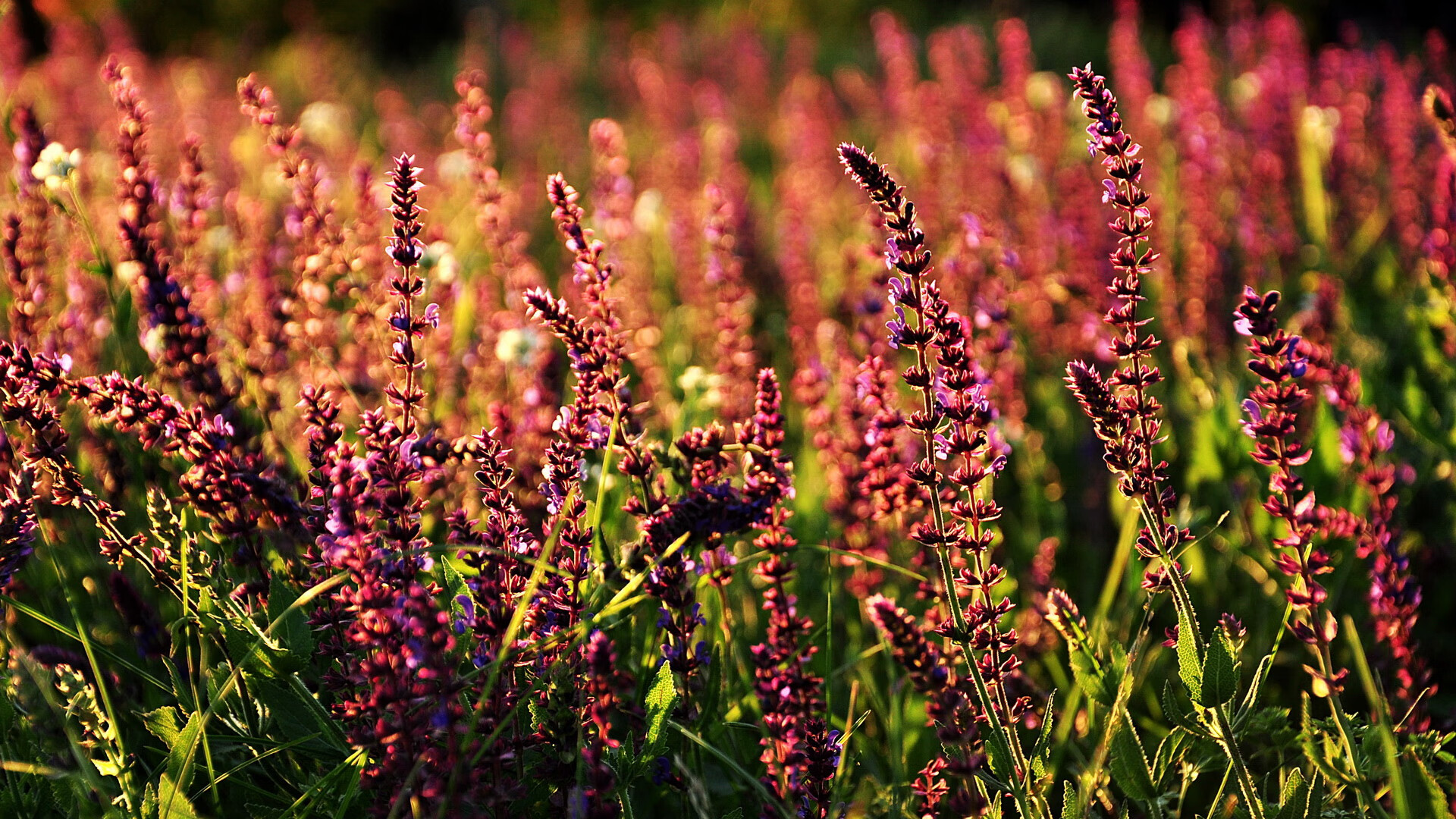 世俱杯裁判争议不断，比赛结果引发讨论，世俱杯2022