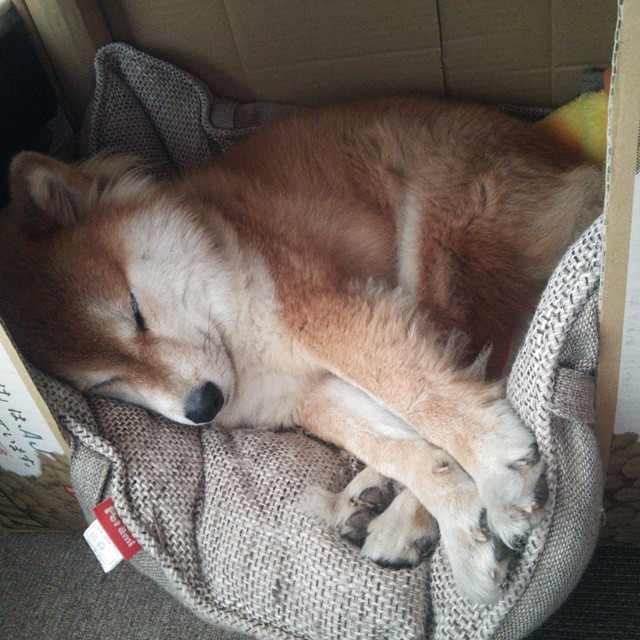 篮球运动员竞技状态实时监测及训练调整系统设计，篮球运动员系统训练方案