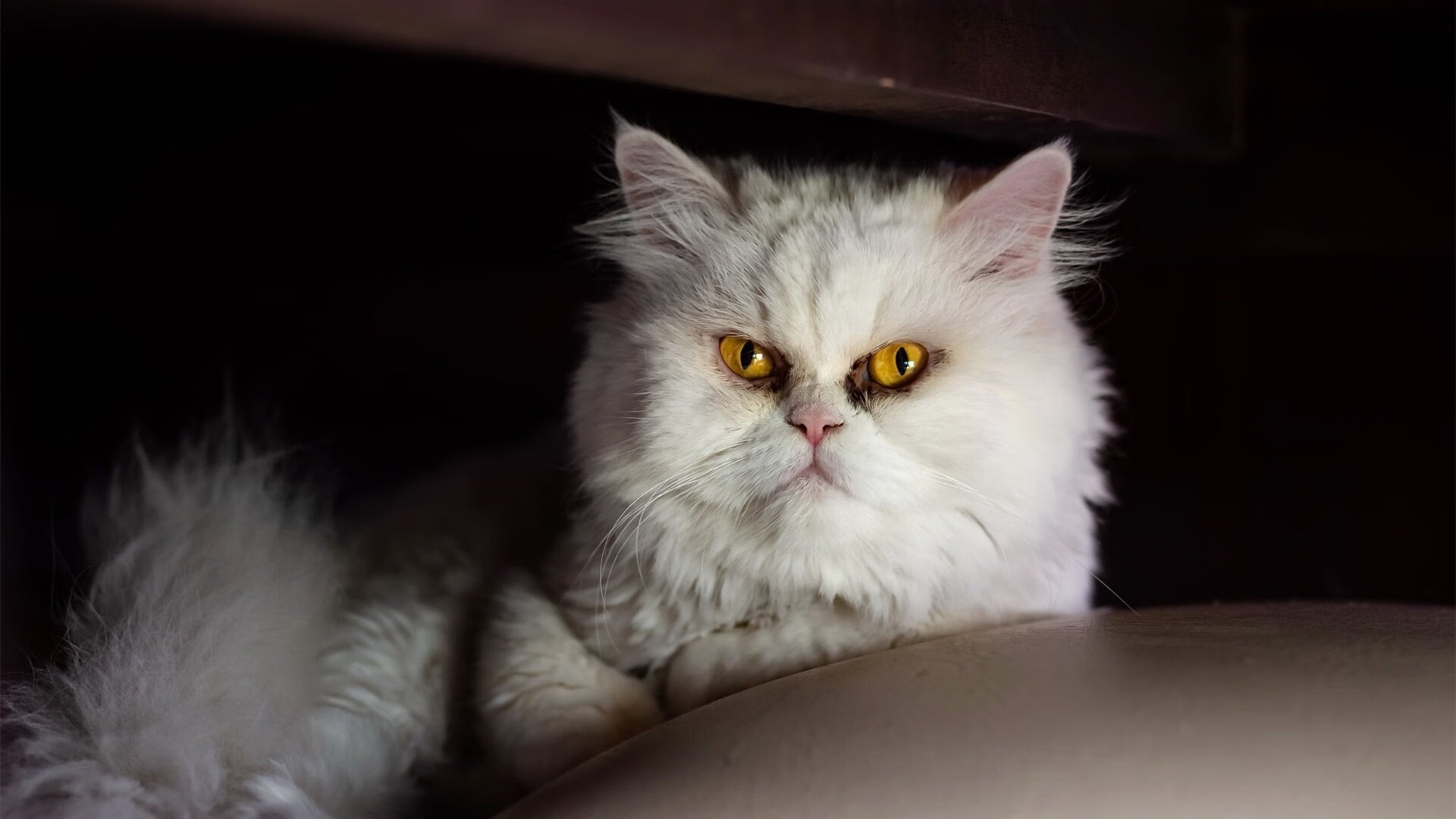 九游登录入口-CBA球队强化训练计划 提升整体实力，cba篮球训练