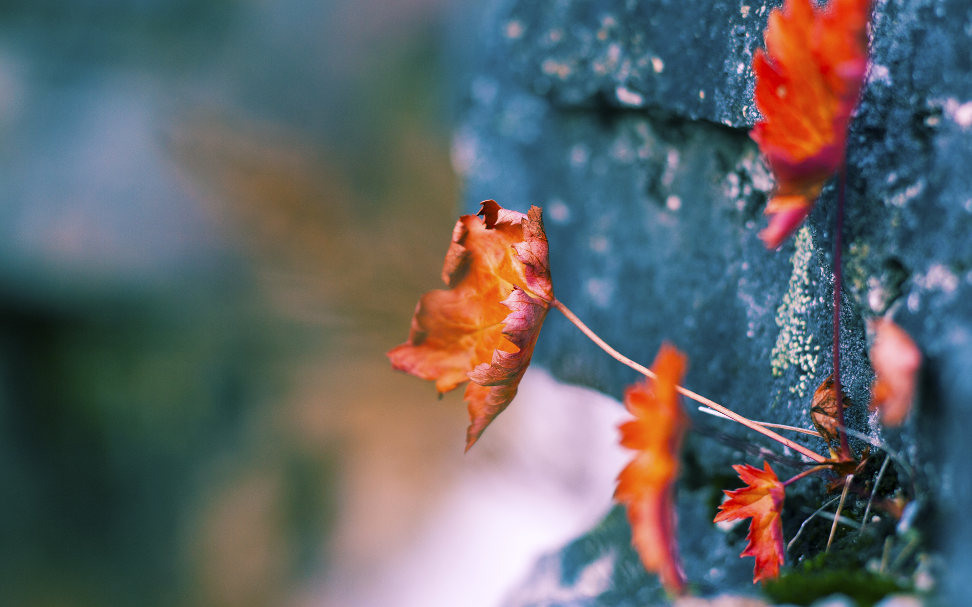 九游娱乐(jiuyou)官方网站-加拿大队未来发展路径：如何通过精准战术打破现有困局，加拿大队长百科