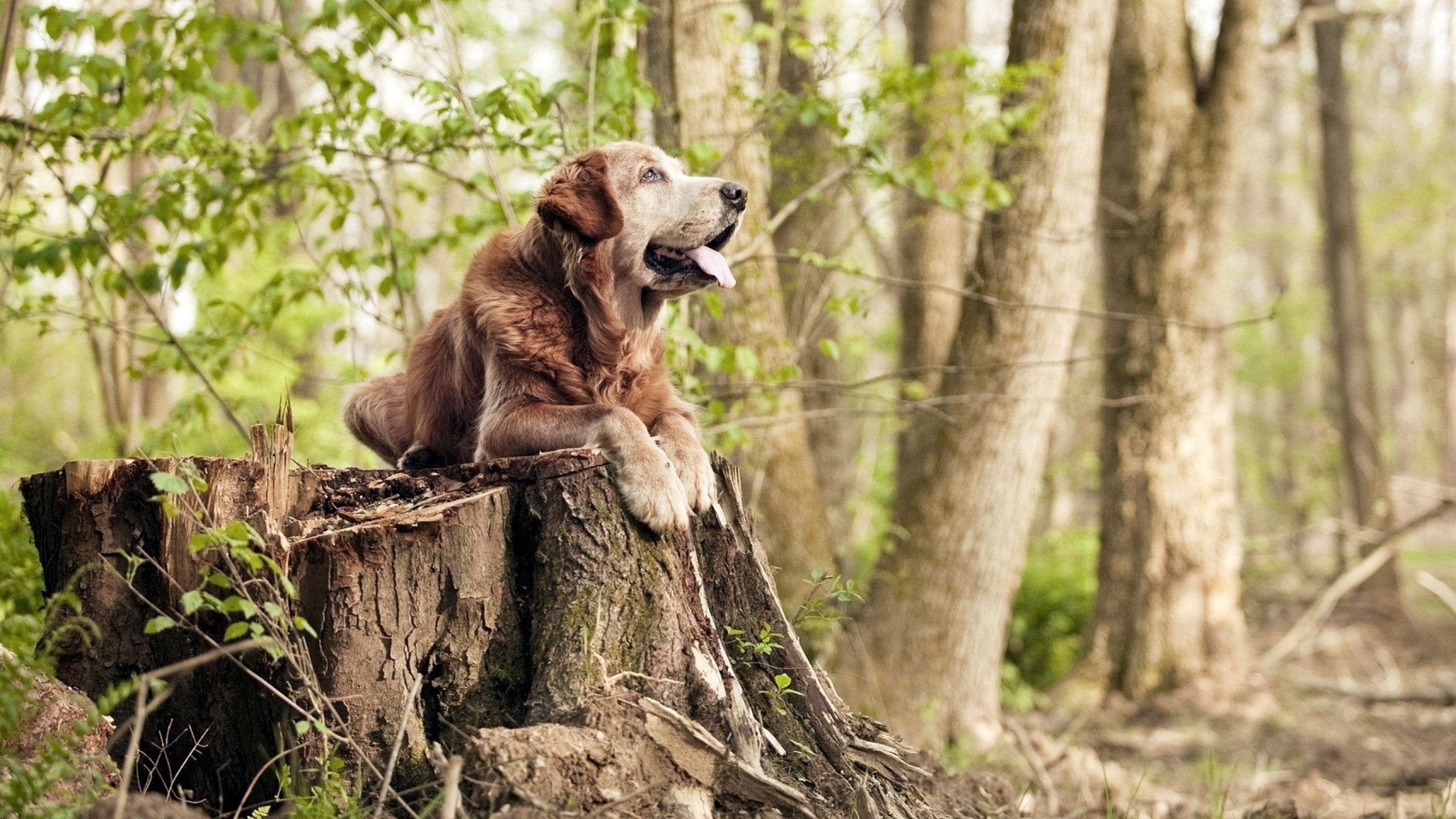 本菲卡门将发挥稳健，扑救关键射门，本菲卡著名球员