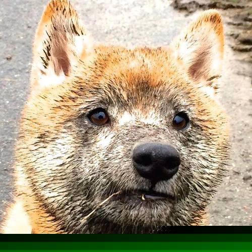 西班牙男队仰泳划频表现突出,西班牙游泳选手要全场默哀