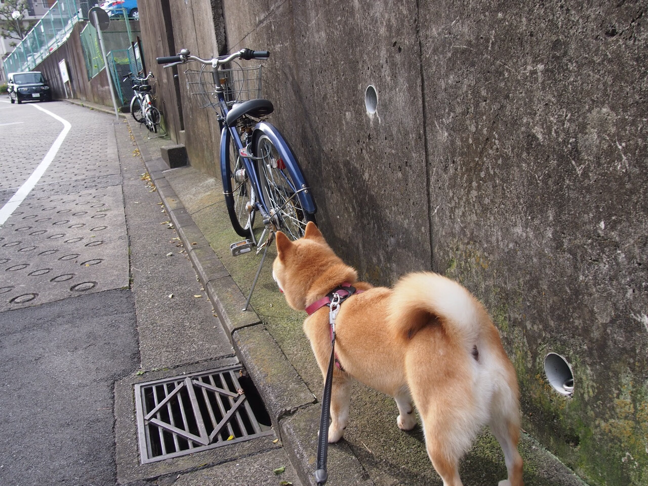 Jiuyou-王楚钦回忆第一次参加国际比赛，王楚钦参加过的比赛