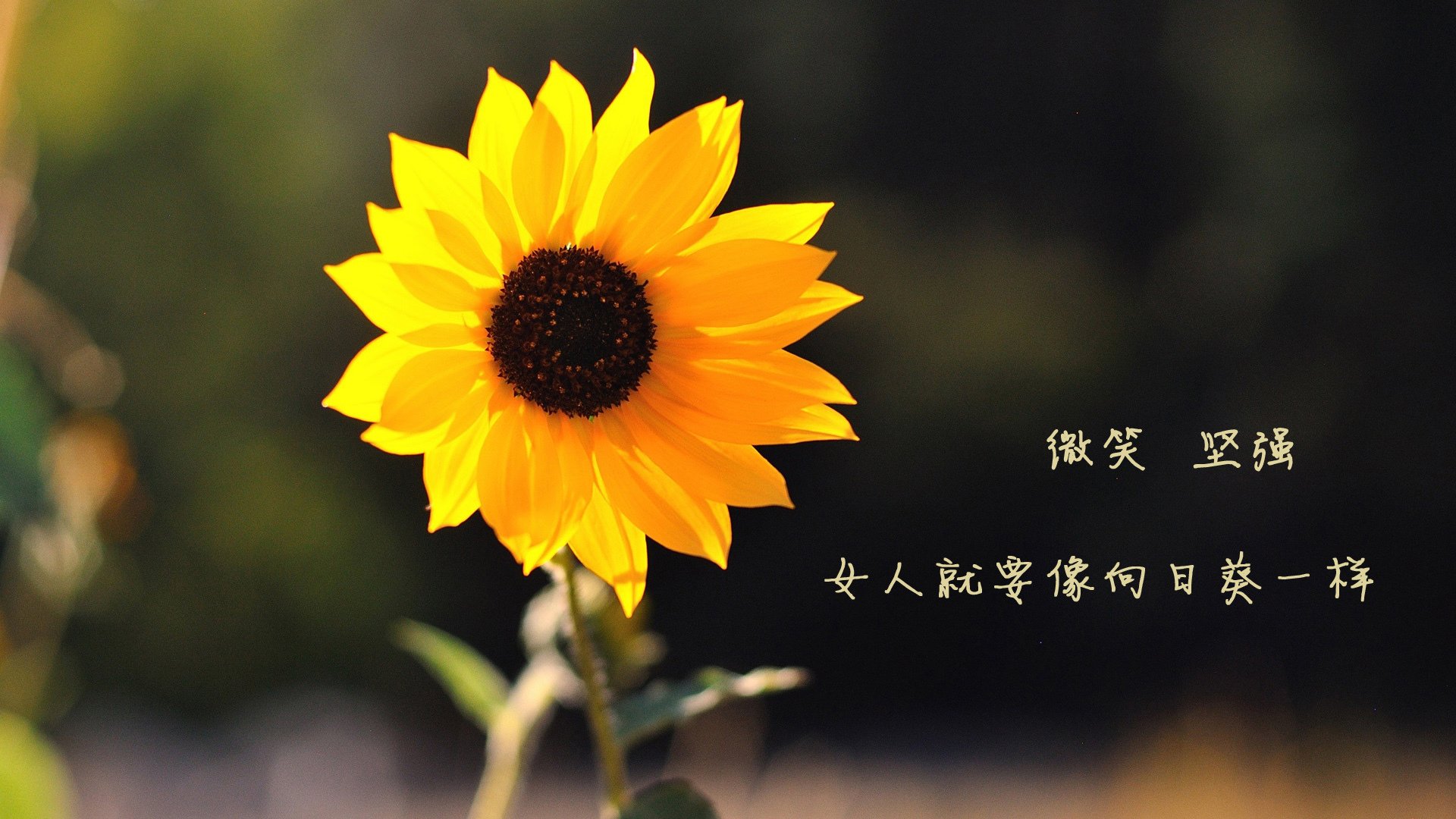 美洲杯青训营的国际交流项目,美洲杯青训营的国际交流项目有哪些