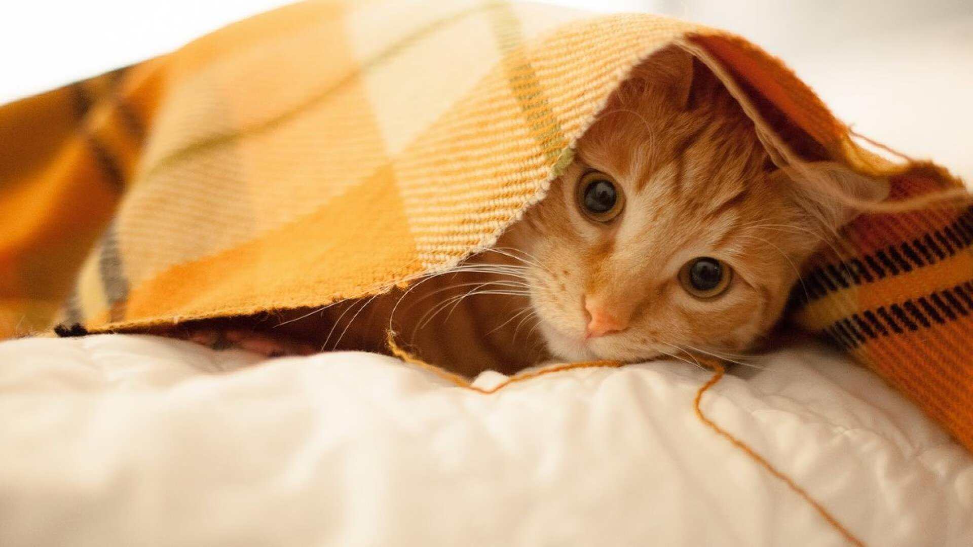 九游娱乐APP-自由泳接力比利时配合默契，自由泳接力半决赛