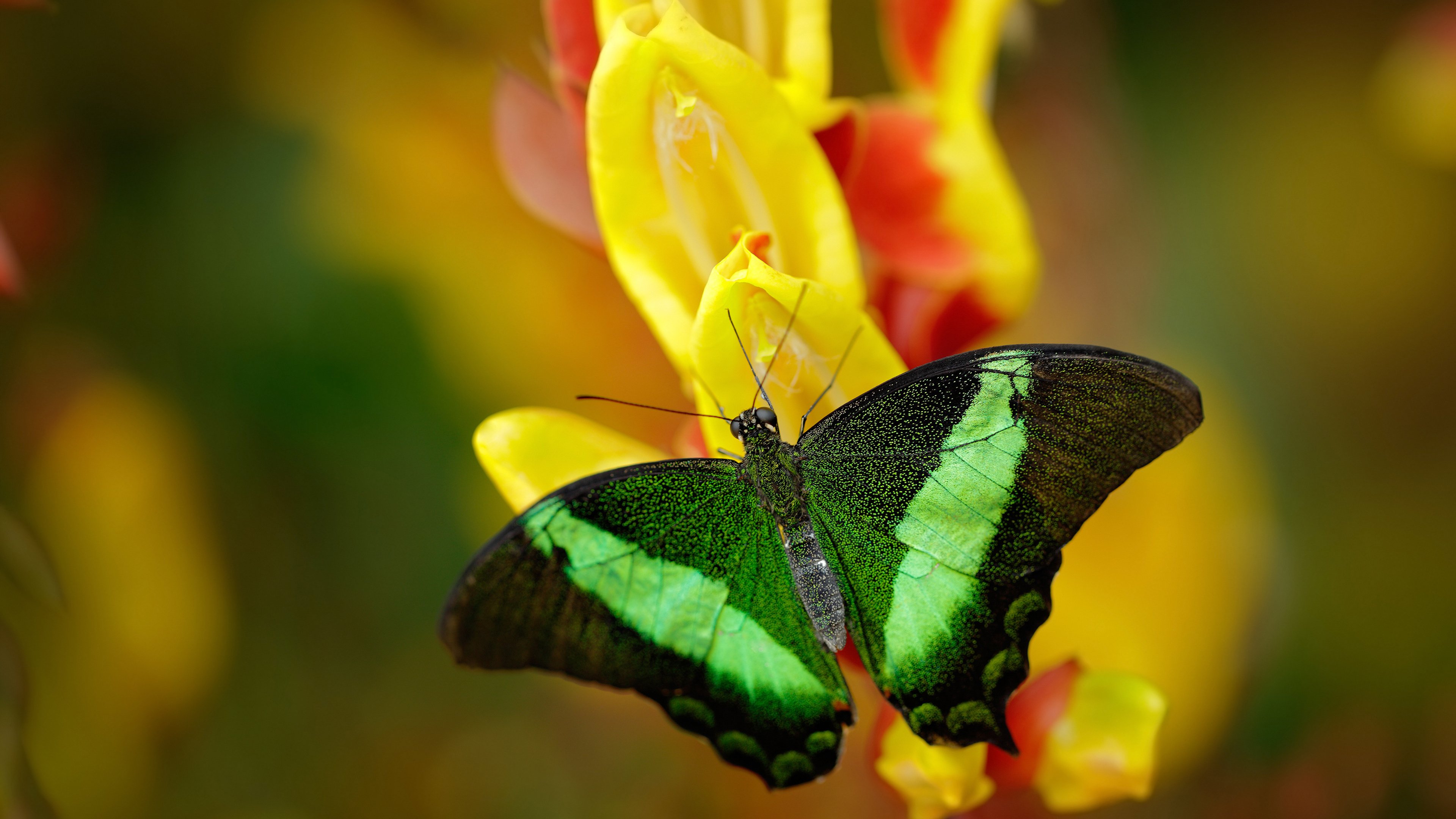 西甲绝佳突破:精彩过人,令人惊叹!,西甲最佳11人
